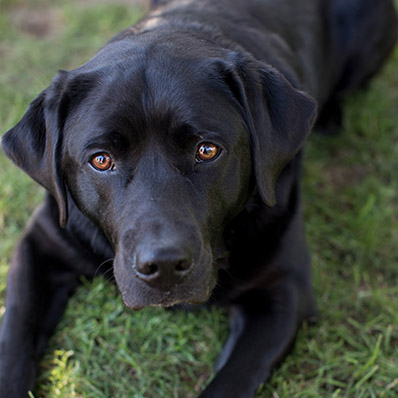 Pippa, Office Greeter